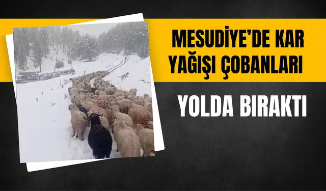 Mesudiye’de Kar Yağışı Çobanları Yolda Bıraktı
