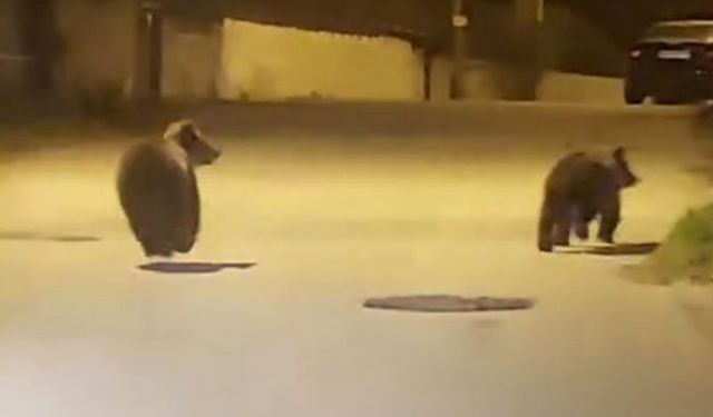 Yolda koşan ayılar kamerada
