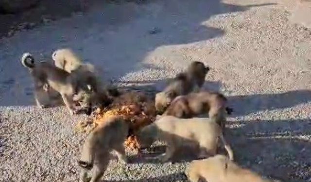 Yolda yalnız değiller: Bayburtlu şoför anne ve yavru köpekleri koca tencere yemekle besledi