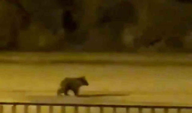 Yolunu şaşıran yavru ayı ilçe merkezine indi