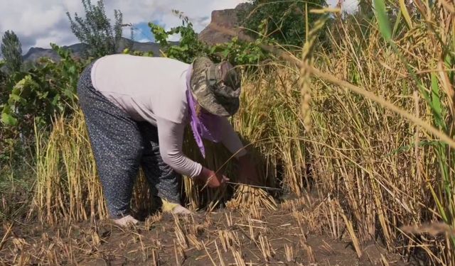 Yusufeli’nde pirinç hasadı başladı: Dağların arasında bereketli topraklar