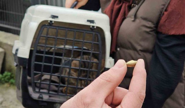 Zonguldak’ta ‘öldü’ sanılan kedi, bacağında mermiyle geri döndü