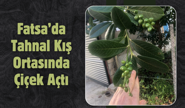 Fatsa’da Tahnal Kış Ortasında Çiçek Açtı