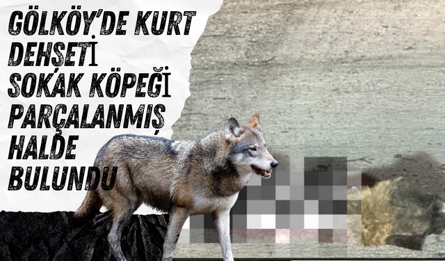 Gölköy’de Kurt Dehşeti: Sokak Köpeği Parçalanmış Halde Bulundu