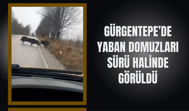 Gürgentepe’de Yaban Domuzları Sürü Halinde Görüldü