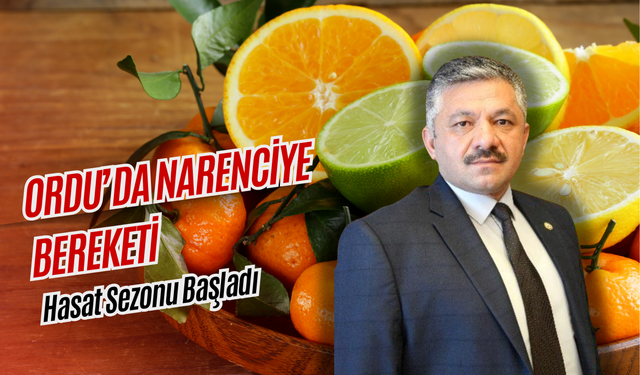 Ordu’da Narenciye Bereketi