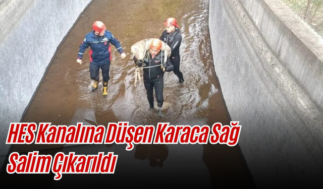 HES Kanalına Düşen Karaca Sağ Salim Çıkarıldı