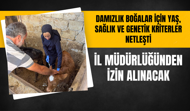 Damızlık Boğalar İçin Yaş, Sağlık ve Genetik Kriterler Netleşti