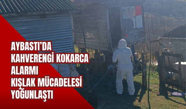 Aybastı’da Kahverengi Kokarca Alarmı