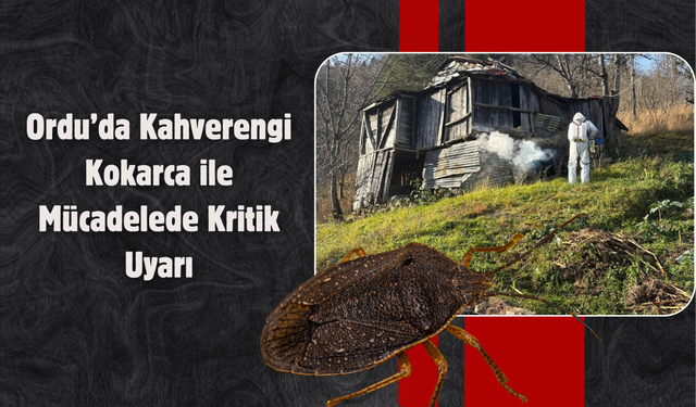 Ordu’da Kahverengi Kokarca ile Mücadelede Kritik Uyarı