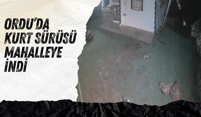 Ordu’da Kurt Sürüsü Mahalleye İndi: Evlerin Yakınına Kadar Geldiler
