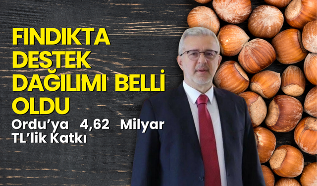 Fındıkta Destek Dağılımı Belli Oldu: Ordu’ya 4,62 Milyar TL’lik Katkı