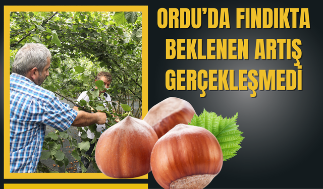 Ordu’da Fındıkta Beklenen Artış Gerçekleşmedi (24 Ocak 2026)
