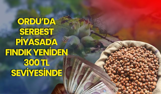 Ordu’da Serbest Piyasada Fındık Yeniden 300 TL Seviyesinde