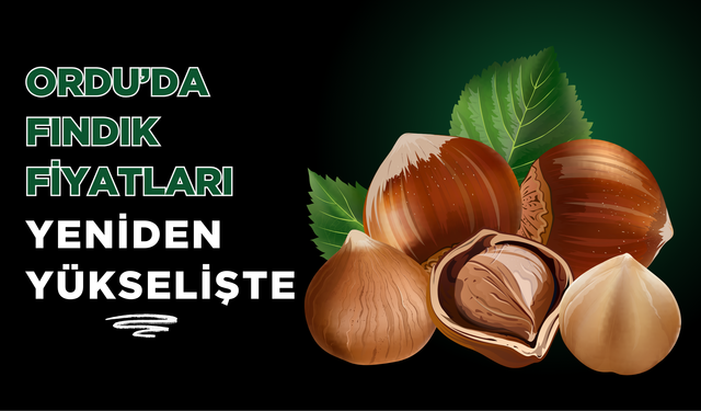 Ordu’da Fındık Fiyatları Yeniden Yükselişte