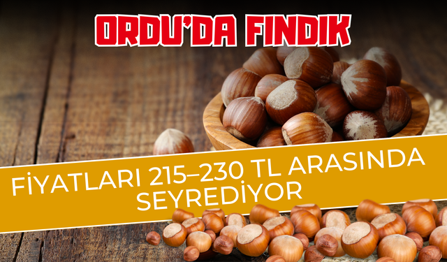 Ordu’da Fındık Fiyatları 215–230 TL Arasında Seyrediyor