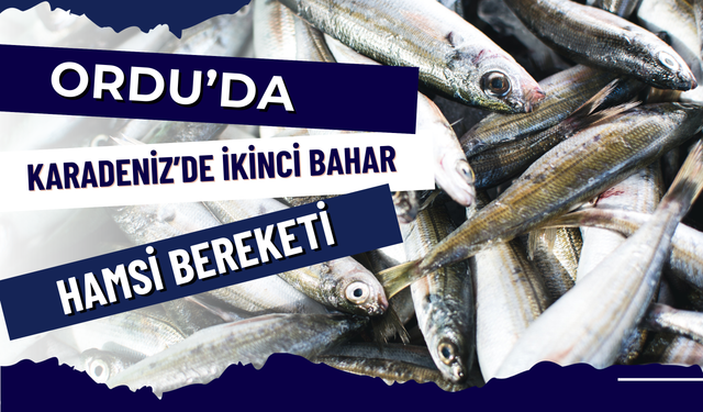 Karadeniz’de İkinci Bahar: Ordu’da Hamsi Bereketi