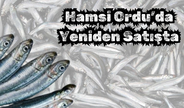 Hamsi Ordu’da Yeniden Satışta