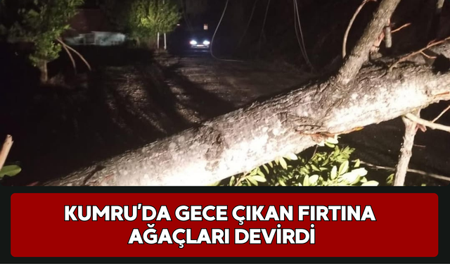 Kumru’da Gece Çıkan Fırtına Ağaçları Devirdi