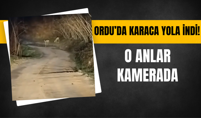 Ordu’da Karaca Yola İndi!