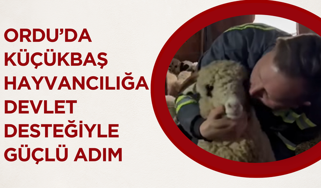 Ordu’da Küçükbaş Hayvancılığa Devlet Desteğiyle Güçlü Adım