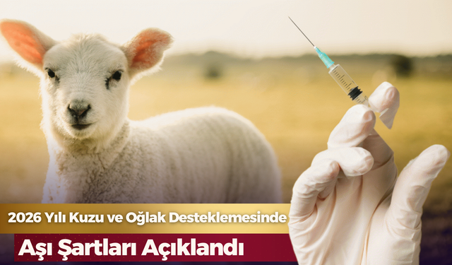 2026 Yılı Kuzu ve Oğlak Desteklemesinde Aşı Şartları Açıklandı