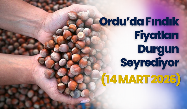 Ordu’da Fındık Fiyatları Durgun Seyrediyor