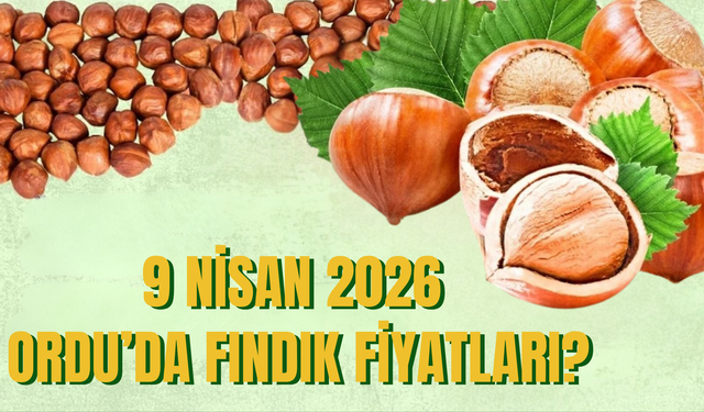 9 Nisan 2026 Ordu’da Fındık Fiyatları?