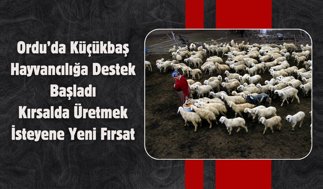 Ordu’da Küçükbaş Hayvancılığa Destek Başladı: Kırsalda Üretmek İsteyene Yeni Fırsat