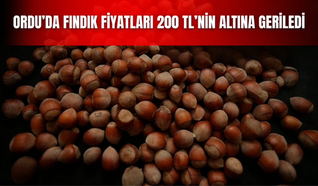 Ordu’da Fındık Fiyatları 200 TL’nin Altına Geriledi