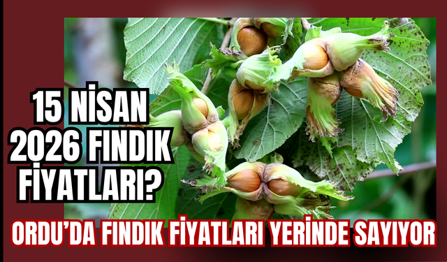 Ordu’da Fındık Fiyatları Yerinde Sayıyor