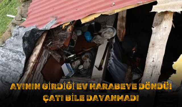 Ayının Girdiği Ev Harabeye Döndü! Çatı Bile Dayanmadı