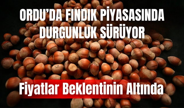 Ordu’da Fındık Piyasasında Durgunluk Sürüyor: Fiyatlar Beklentinin Altında