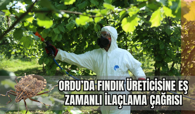 Ordu’da Fındık Üreticisine Eş Zamanlı İlaçlama Çağrısı