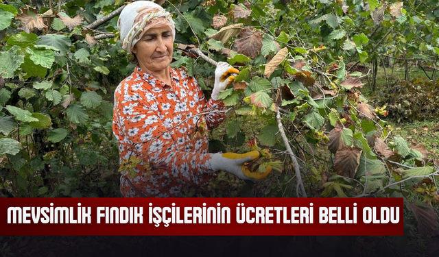 Mevsimlik Fındık İşçilerinin Ücretleri Belli Oldu