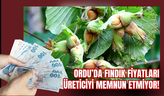 Ordu’da Fındık Fiyatları Üreticiyi Memnun Etmiyor!
