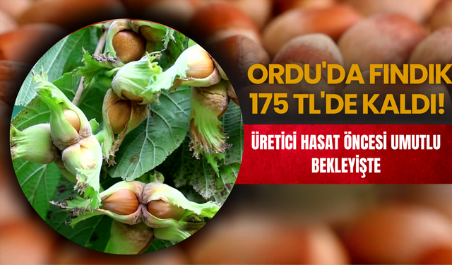 Üretici Hasat Öncesi Umutlu Bekleyişte