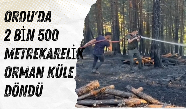 Ordu'da 2 Bin 500 Metrekarelik Orman Küle Döndü