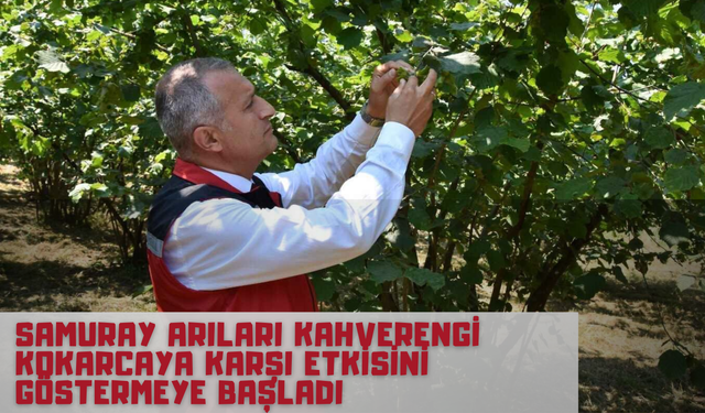 Samuray Arıları Kahverengi Kokarcaya Karşı Etkisini Göstermeye Başladı