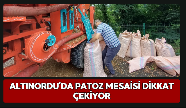 Altınordu’da Patoz Mesaisi Dikkat Çekiyor