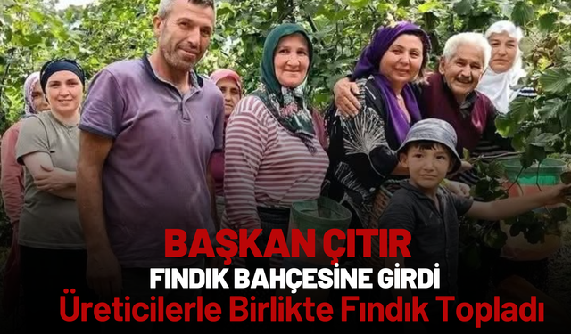 Başkan Çıtır Fındık Bahçesine Girdi: Üreticilerle Birlikte Fındık Topladı