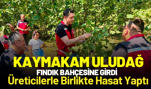 Kaymakam Uludağ Fındık Bahçesine Girdi: Üreticilerle Birlikte Hasat Yaptı