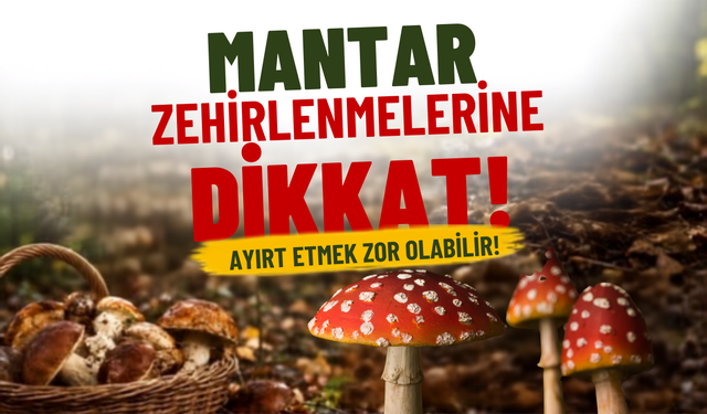 Zehirli ve Yenilebilir Türleri Ayırt Etmek Sanıldığı Kadar Kolay Değil