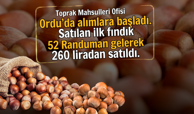 TMO Ordu’da Fındık Alımına Başladı: İlk Ürün 52 Randımanla 260 TL