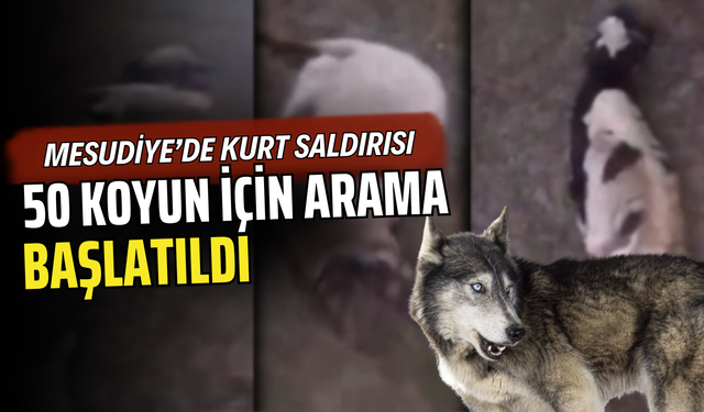 MESUDİYE’DE KURT SALDIRISI: 50 KOYUN İÇİN ARAMA BAŞLATILDI