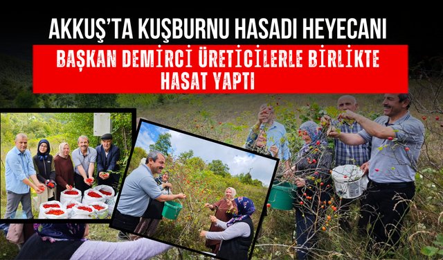 Akkuş’ta Kuşburnu Hasadı Heyecanı: Başkan Demirci Üreticilerle Birlikte Hasat Yaptı
