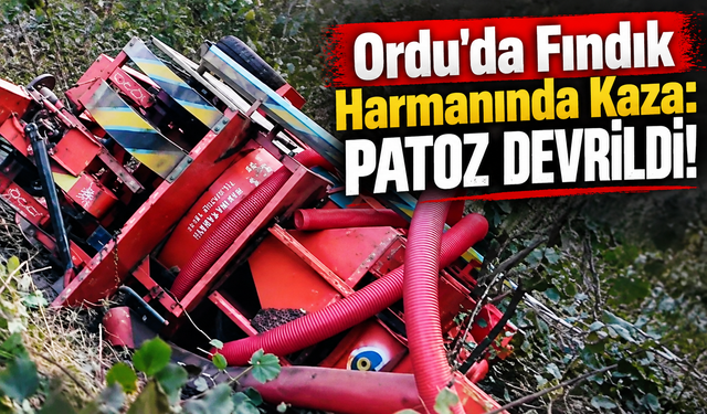 Ordu’da Fındık Patozu Devrildi!