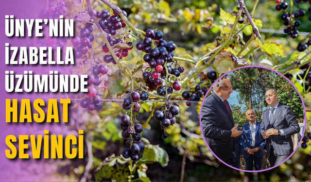 Ünye’nin İzabella Üzümünde Hasat Sevinci