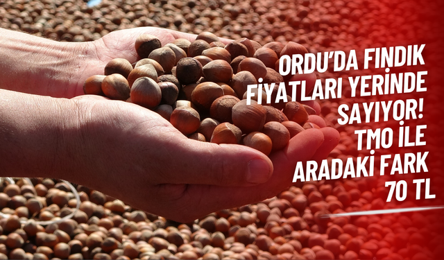 Ordu’da Fındık Fiyatları Yerinde Sayıyor! TMO ile Aradaki Fark 70 TL