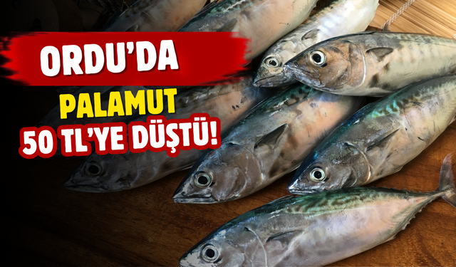 Ordu’da Palamut 50 TL’ye Düştü! Tezgâhlarda Fiyat Farkı Dikkat Çekti